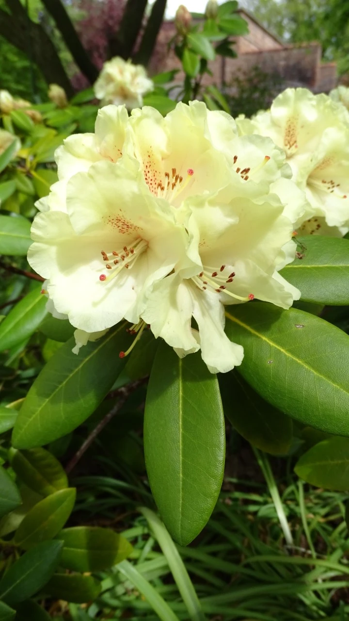 'Bohlken's Juditha'